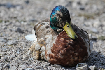 Canvas Print - mallard duck