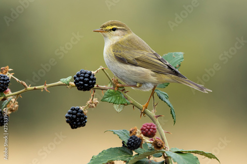 Fotomural Phylloscopus trochilus, Willow Warbler perched on a branch