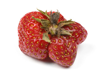 Ugly organic heirloom home grown strawberries isolated on White Background.