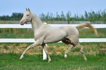 Wall Mural - Perlino Akhal Teke stallion running in trot in the field. Side view, in motion,