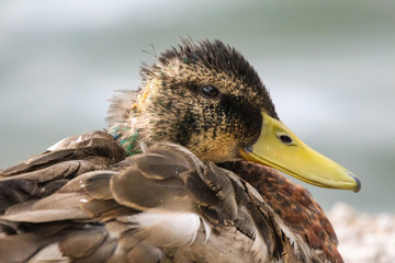 Wall Mural - duck