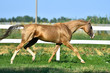 Palomino Akhal Teke stallion running in trot along paddock fence in summer.