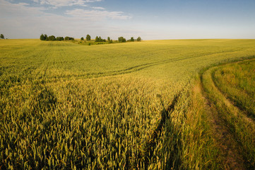 Relaxing view of green rye fields in early morning