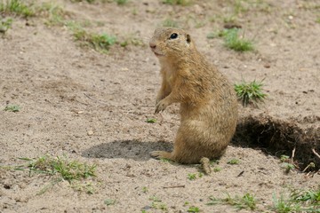 Wall Mural - European ground squirrel - Spermophilus citellus