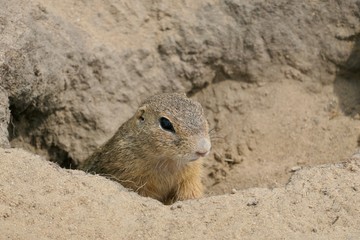 Wall Mural - European ground squirrel looks out of the burrow - Spermophilus citellus