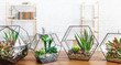 Indoor plants in florarium vases in row on table