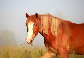 Sticker - horse in the field