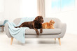 © New Africa - Cat and dog together on sofa indoors. Fluffy friends