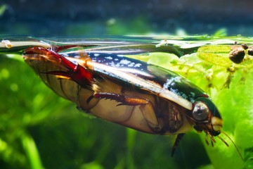 Wall Mural - great diving beetle, Dytiscus marginalis, male swims at water top in dense hornwort vegetation, wide-spread wild freshwater insect in European moderate coldwater biotope aquarium