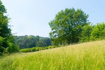 Dutch Landscape in  summer with trees