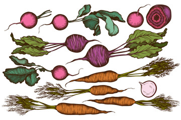 Vector set of hand drawn colored radish, beet, carrot