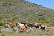 Ziegenherde in Griechenland (Kalymnos) - goats in Greece