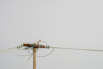 Pigeon dove on the electric post against a sky in the evening and power cable wires