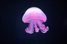 Purple Jellyfish Rhizostoma Pulmo Underwater