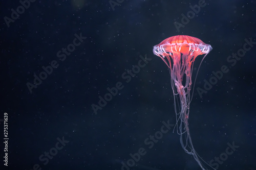 Photographie glowing jellyfish chrysaora pacifica underwater