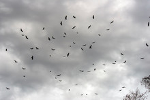Vultures Circle Overhead 
