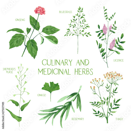 Culinary and medicinal herbs. Watercolor botanical illustration.