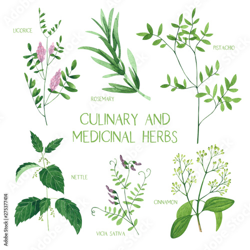 Culinary and medicinal herbs. Watercolor botanical illustration.