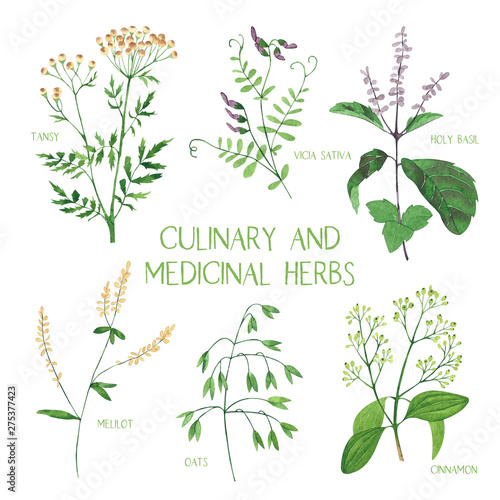 Culinary and medicinal herbs. Watercolor botanical illustration.