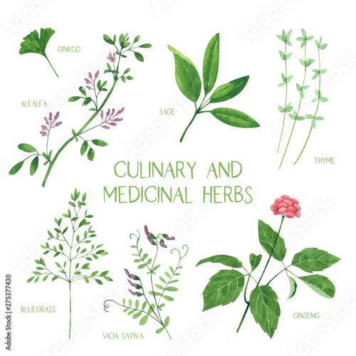 Culinary and medicinal herbs. Watercolor botanical illustration.