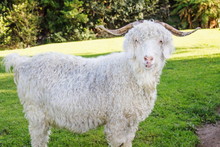 The Angora Goat Is A Breed Of Domesticated Goat, Historically Known As Angora. Angora Goats Produce The Lustrous Fibre Known As Mohair.