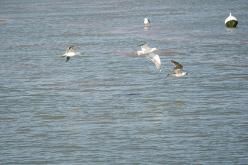 Seagulls in combat mode