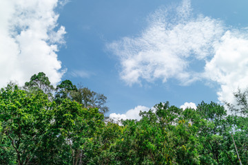 Wall Mural - Green foliage background cloudy sky