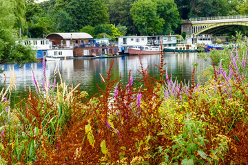 Sticker - Various colourful flowers in bloom along the Thames riverside in Richmond-upon-thames, England