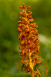 Nahaufnahme einer Vogel-Nestwurz Orchidee mit Ameisen auf den Blüten
