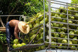 © tradol - coconut fruit man harvest agriculture for privatize food