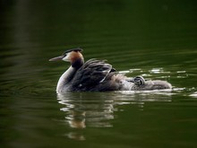 Duck In Water
