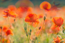Red Poppy Flower Field Netherland