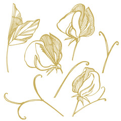 Sweet pea flowers drawing and sketch with line-art on white backgrounds. Floral pattern with flowers of sweet peas. Elegant the template for fabric, paper, postcard.