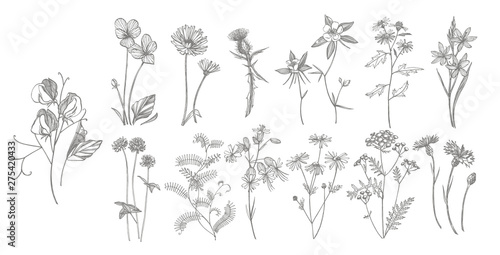 Collection of hand drawn flowers and herbs. Botanical plant illustration. Vin...