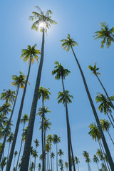 Sticker - Low point of view tropical coconut palms against blue sky with lens flare.