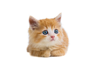 Poster - orange kitten lies on a white