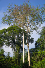 Poster - Tropical jungle in morning light and fog