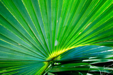Wall Mural - spring palm leaves close-up 