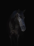 Fototapeta Konie - portrait of stunning black horse isolated on black background