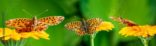 Argynnis aglaja butterflies on flower close up
