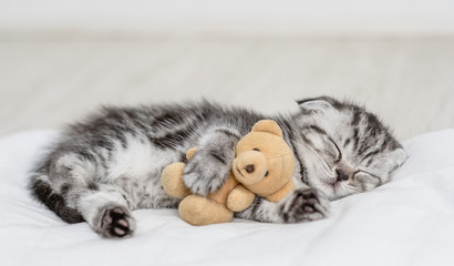 Canvas Print - baby kitten sleeping with toy bear on pillow at home