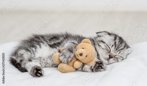Baby kitten sleeping with toy bear on pillow at home Poster Mural XXL