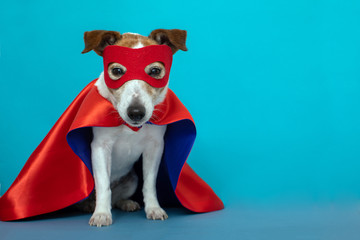 Dog super hero costume. little jack russell wearing a red mask for carnival party isolated blue background