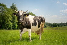 Krowy Z Podlasia