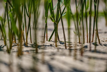 Close Up Macro Image Of Grass Bents On Sea Beach White Sand