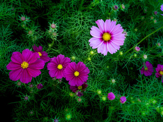 Wall Mural - Pink Cosmos Flowers Blooming