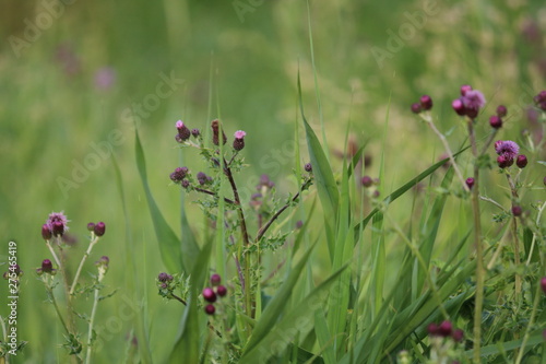 Fototapeta na drzwi i meble Feldblume