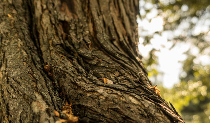 Wall Mural - Old bark close up nature tree details sun light summer mood wooden texture background