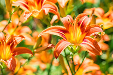 Several Hemerocallis Fulva Or Orange Daylily Blooming In Garden