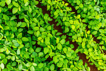 Sticker - Agricultural soy plantation background. Soy leaves and flowers on soybean field, close up, Germany